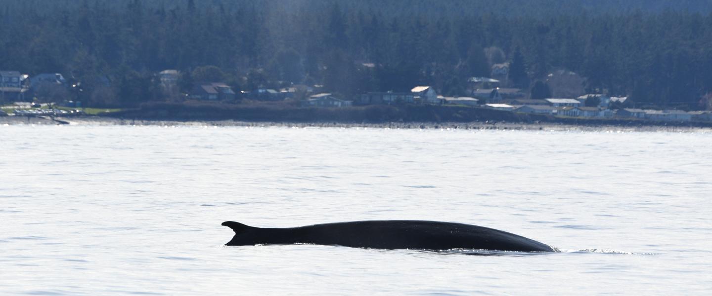 fin whale