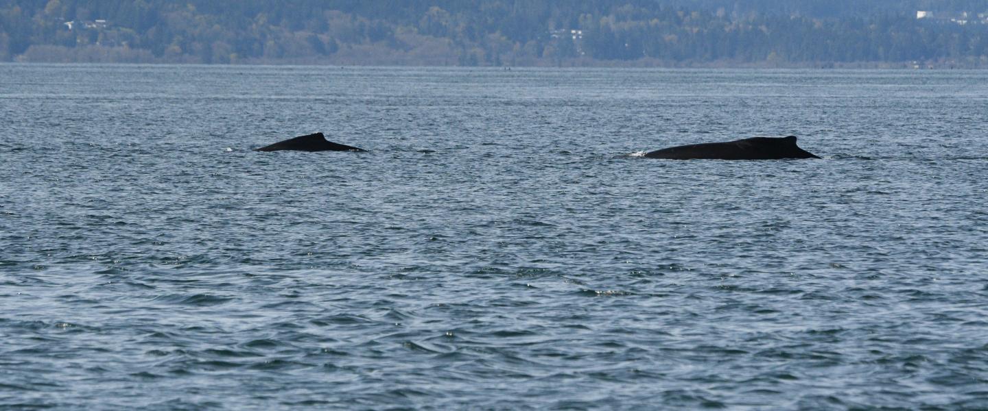 2 humpbacks