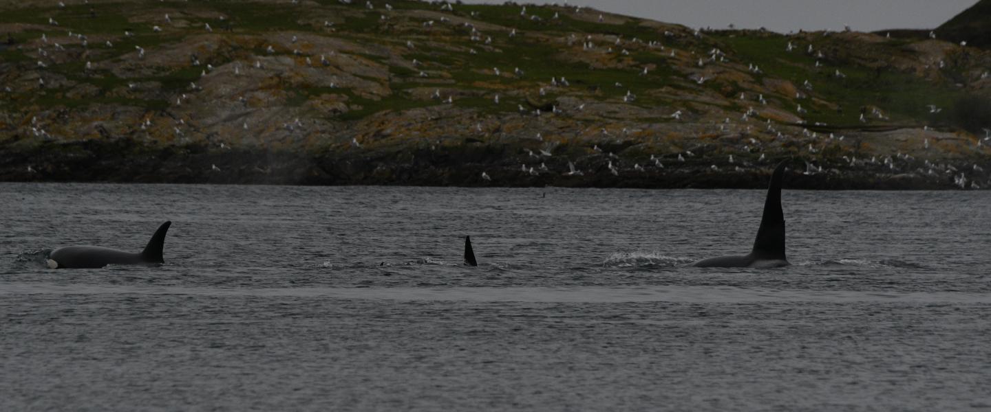 p.c: Olivia Esqueda, March 2026.