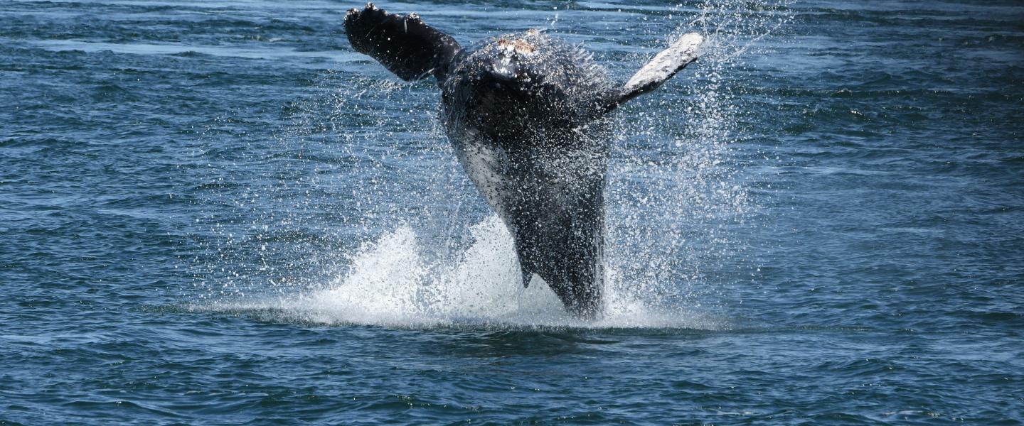 Divot's Calf Breaching 6.13.26