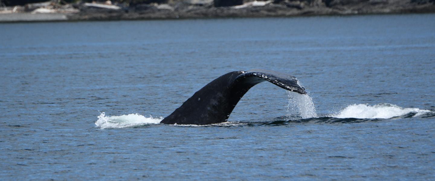 Humpback BCX1800