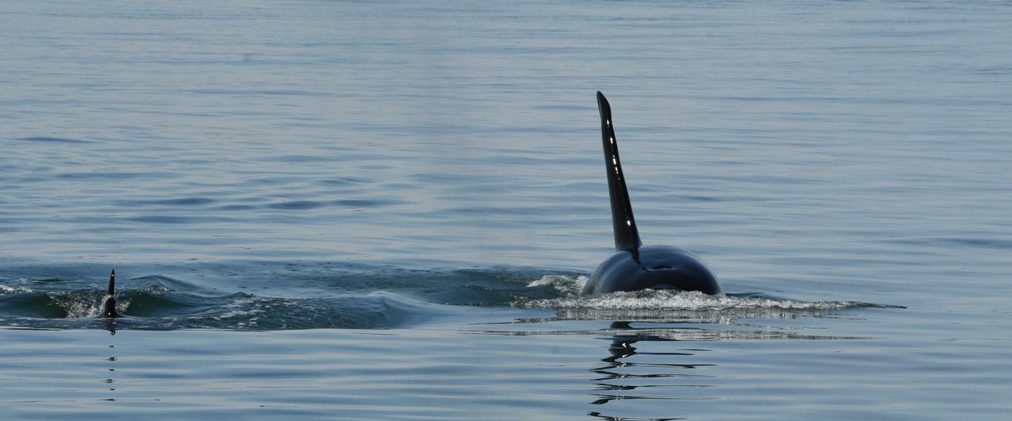 Natty_T100s_Presidents.Channel_06.14.26
