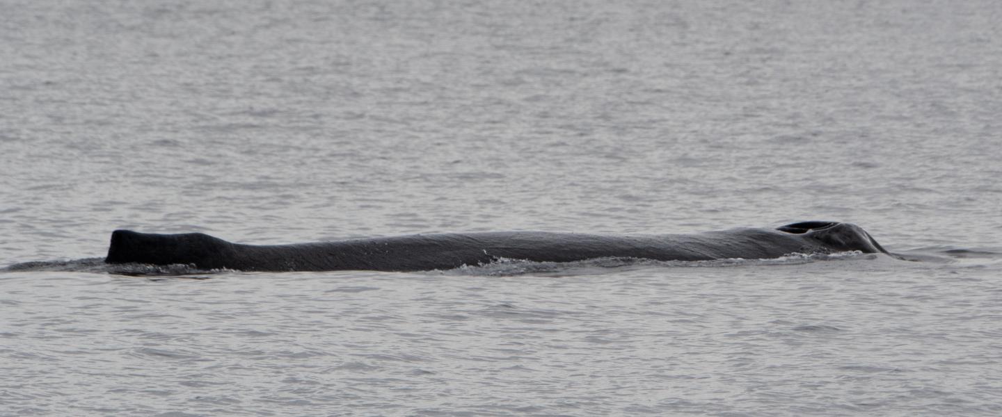 7.25.26 LV Humpback