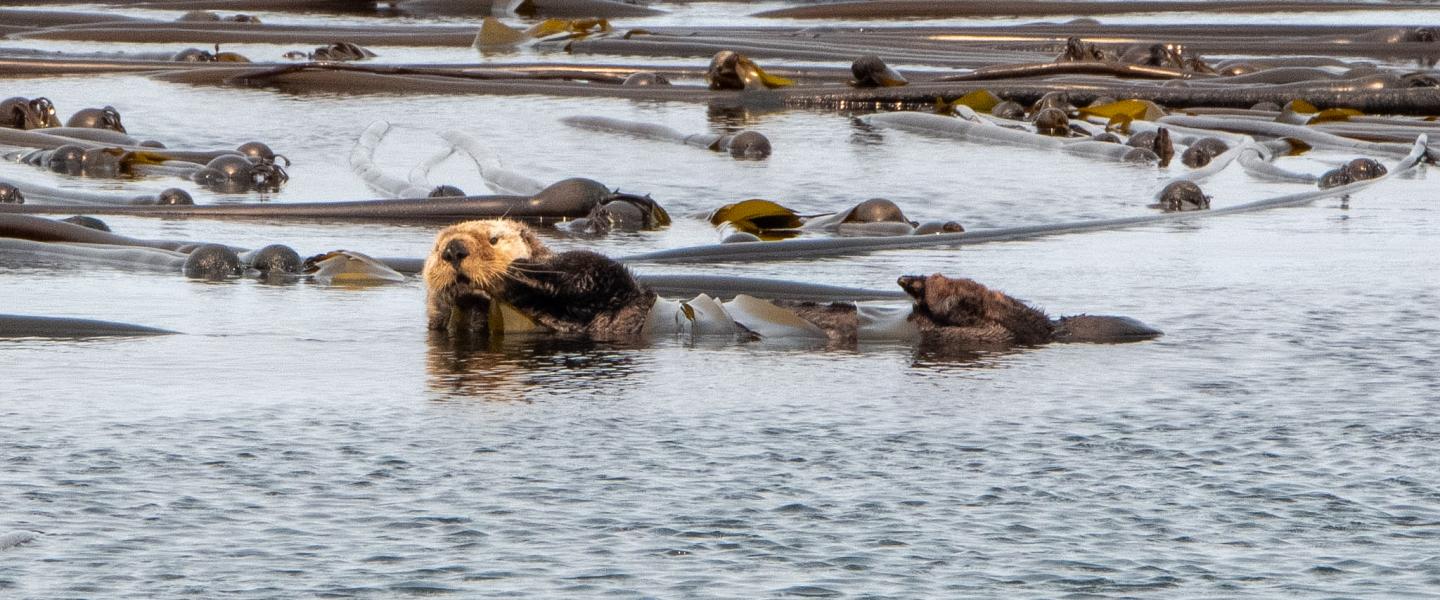 Sea Otter