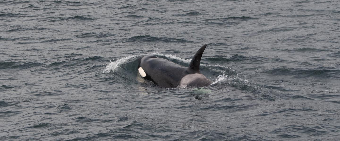 killerwhalesurface
