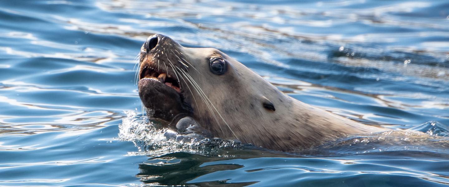 Steller Sea Lion 08/23/26