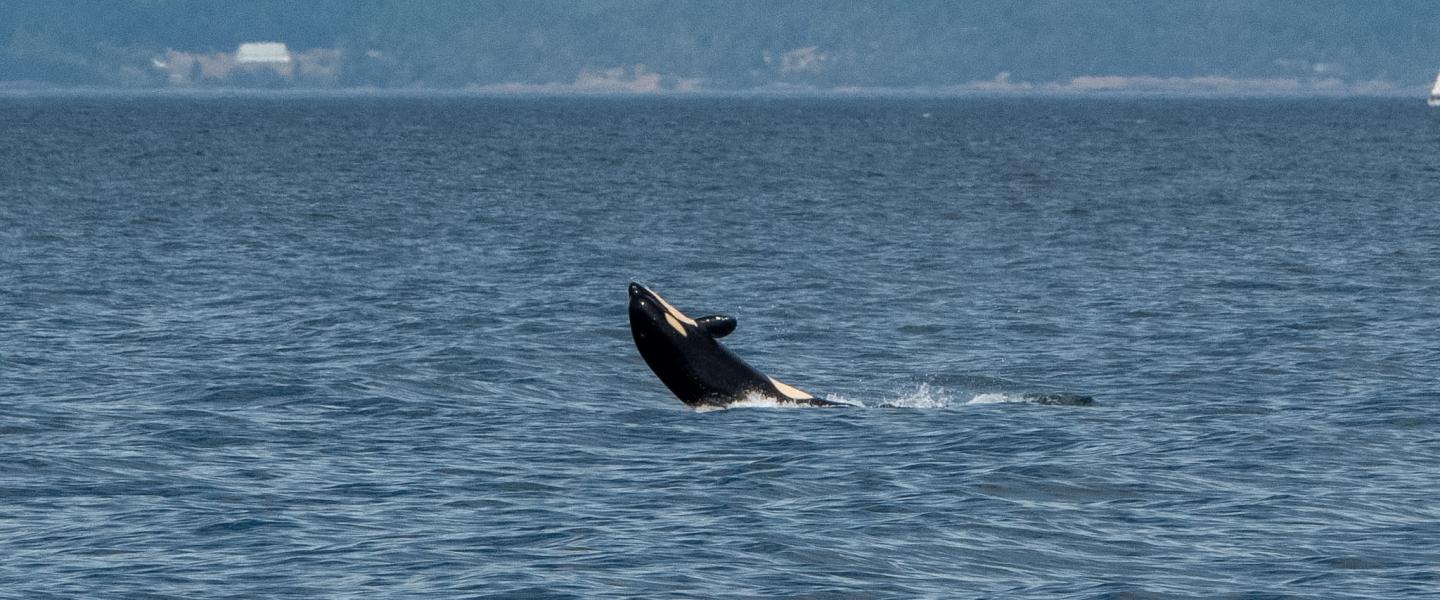 9.3.26 LV Breaching Calf