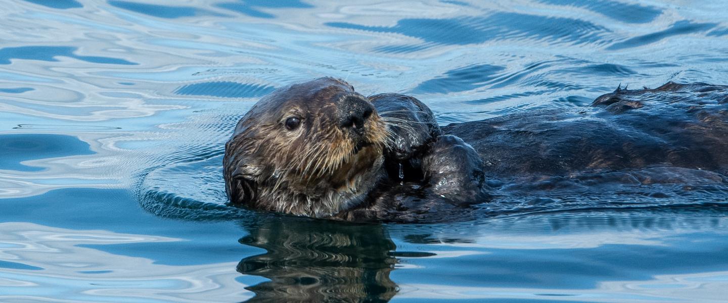 09/11/26 LV Sea Otter