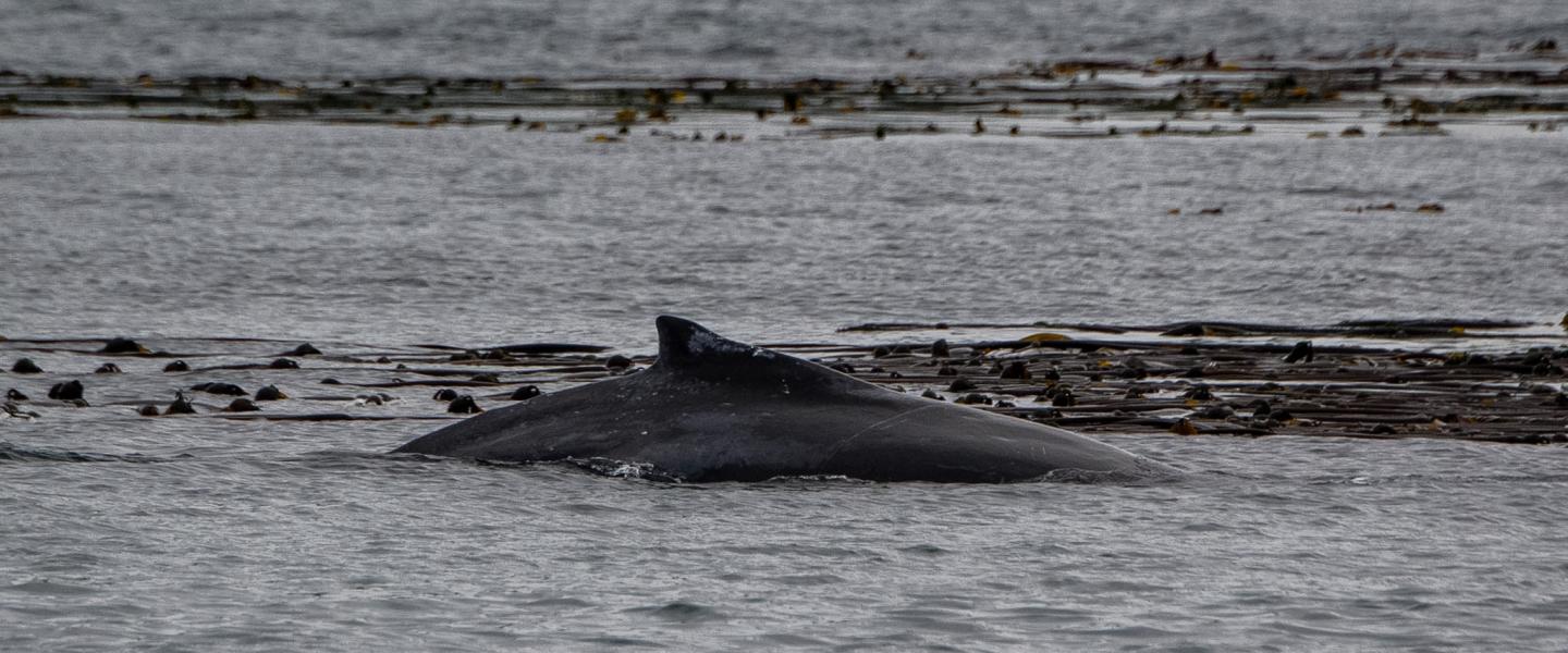 Humpback