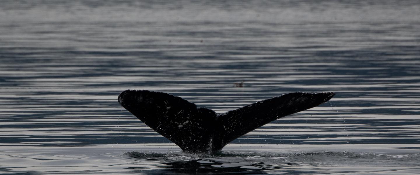 Greenie the humpback