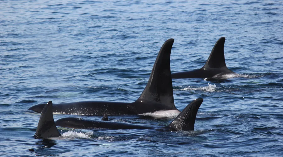 Orcas-fins-water-bright