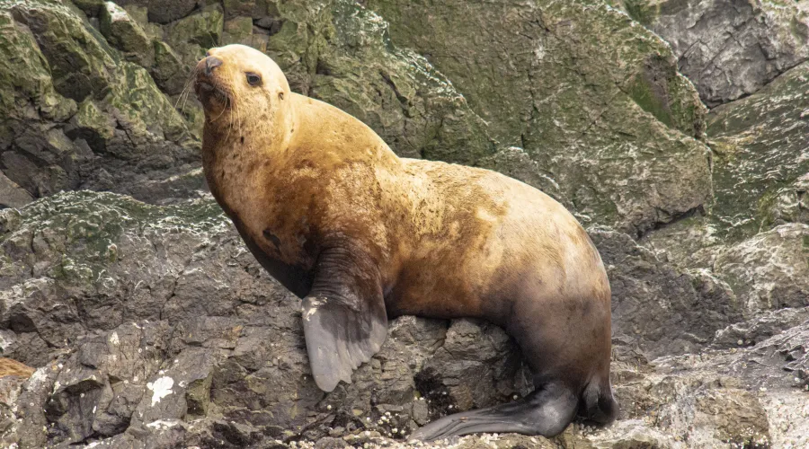 Pinniped-close