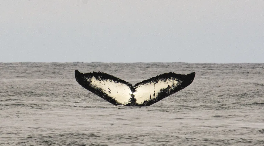 Orca-tail-white-water