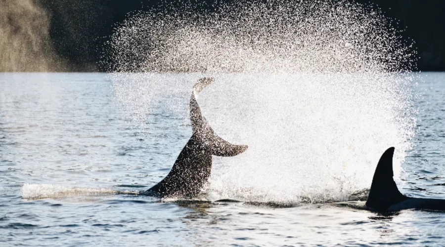 Orcas-tail-splash-water