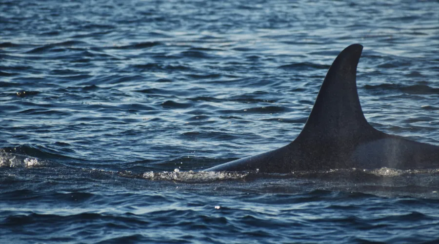 Orca-fin-water