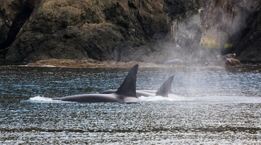 Orcas-water-rock