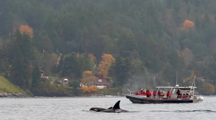 Boat-Whale-Crew-Horizon