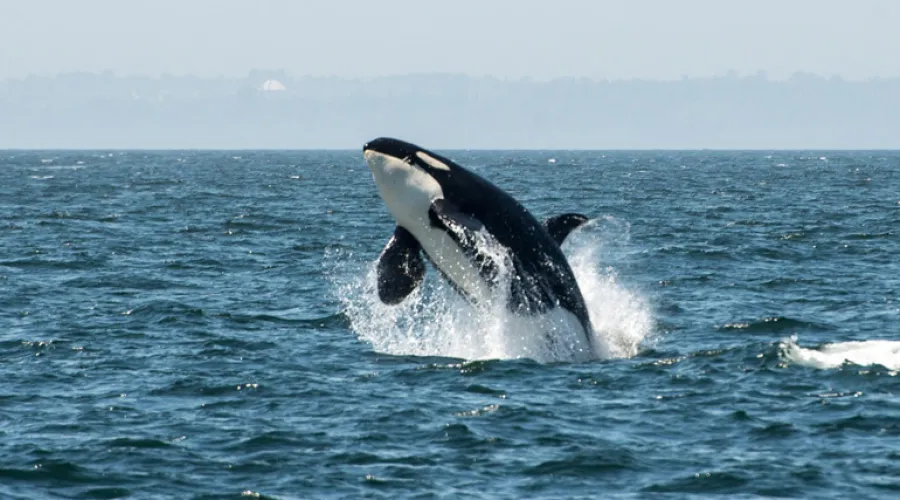 Orca Whale Jumping