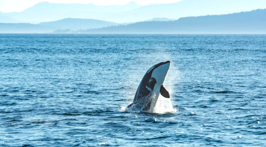Orca jumping out of the water close by