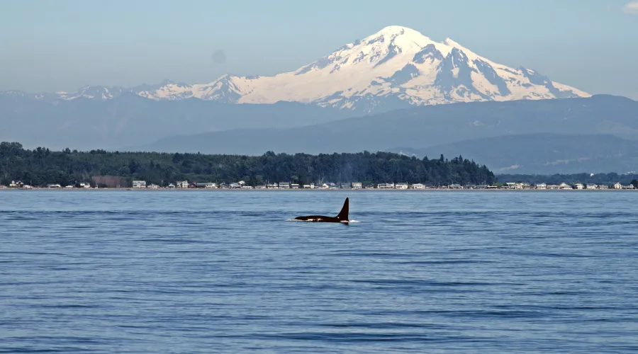 Orca Whale and mountains