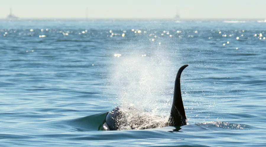 Curved Orca Fin cresting the water