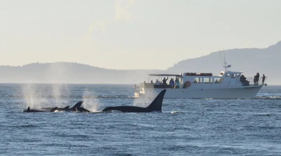 Sea Lion and Whales