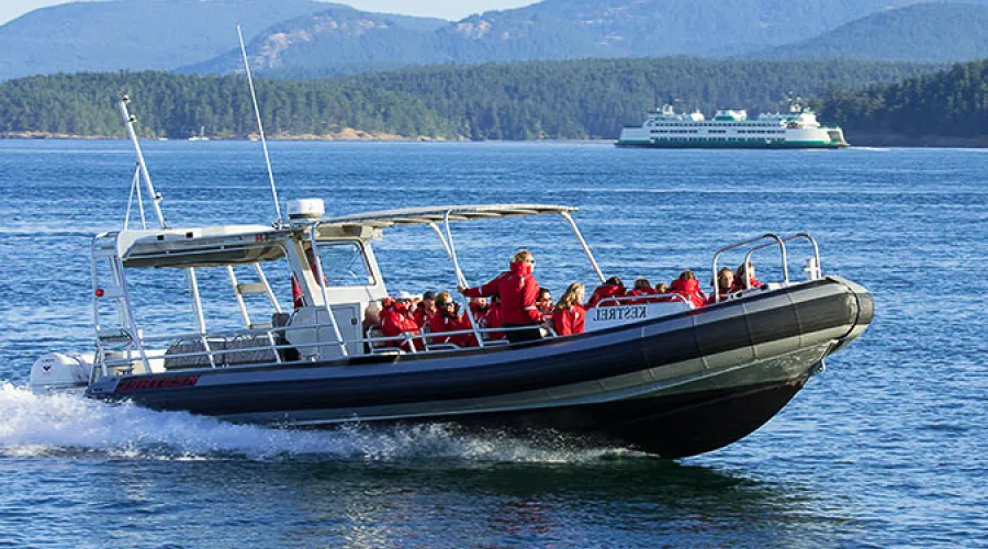 Adventure Whale Watch from Friday Harbor