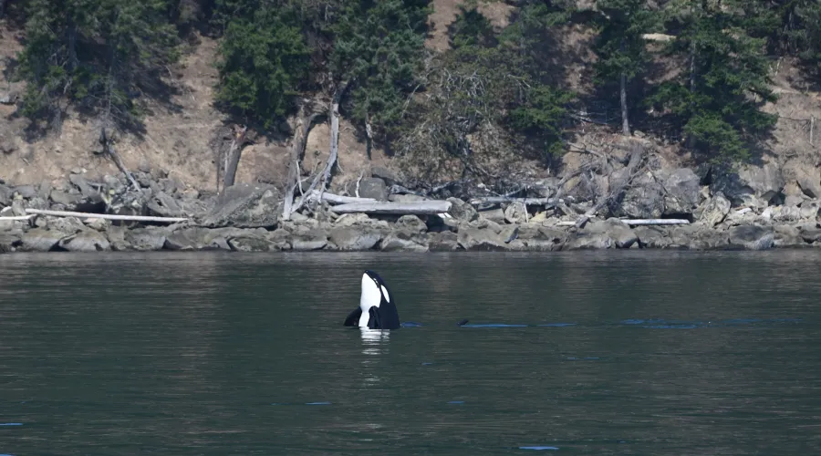 pc: Olivia Ellman, San Juan Safaris