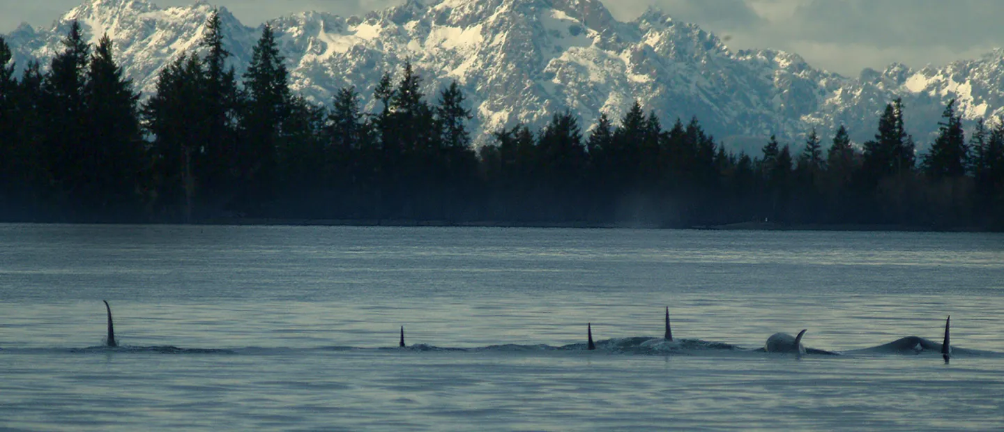 Line of Fins