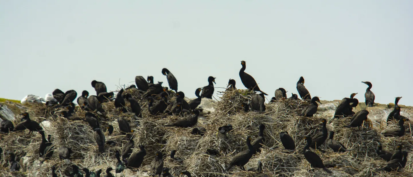 Birds On the Coast