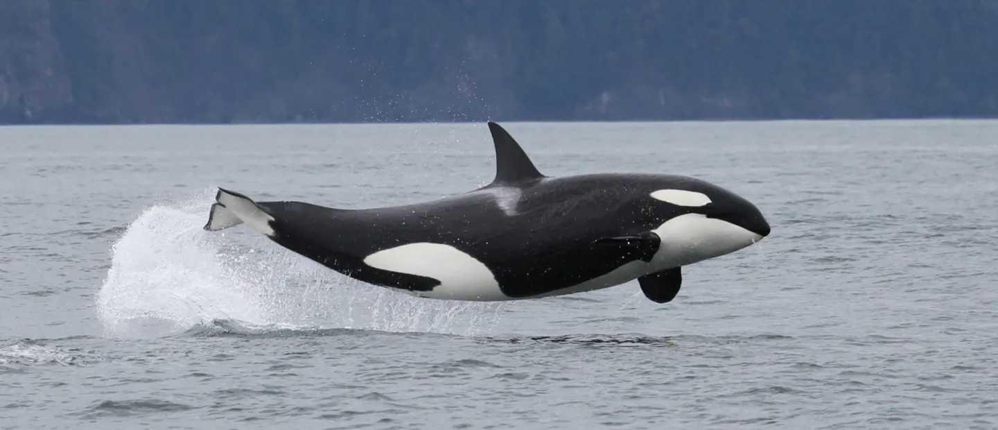 Orca Jumping Out of Water