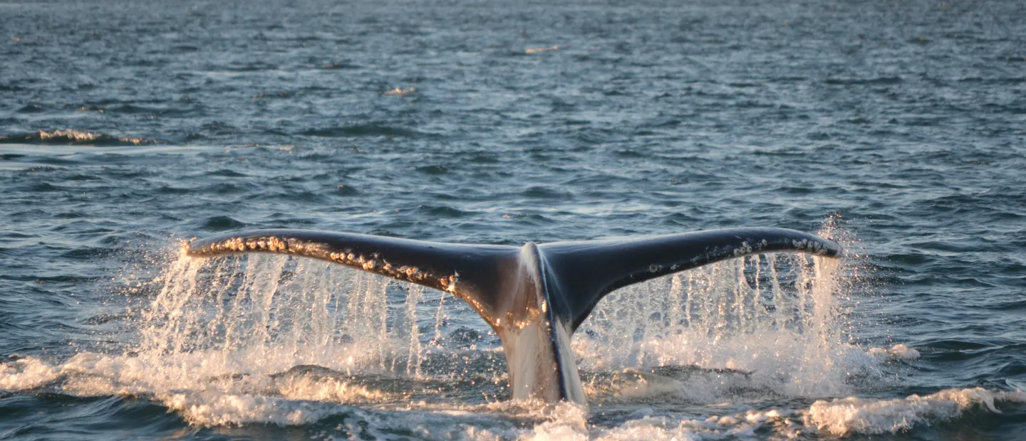 Whale Tail out of the water