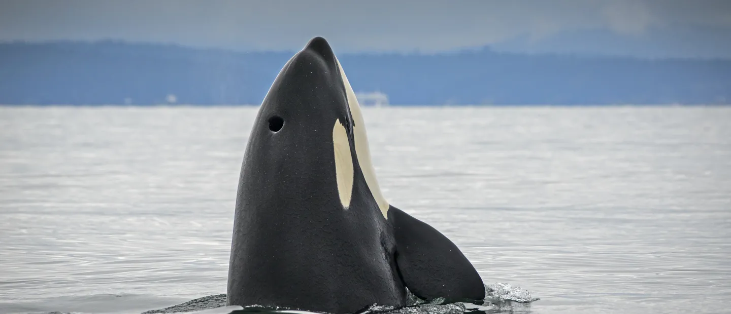 Orca Head out of Water