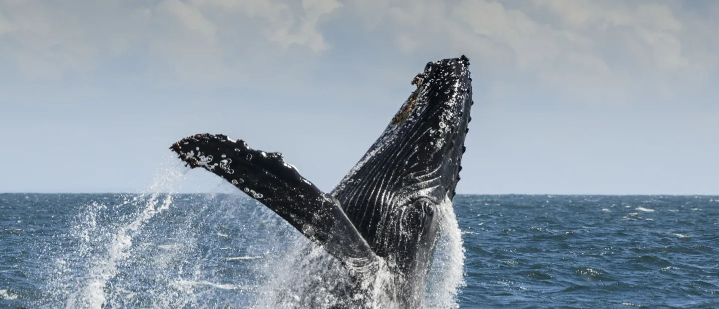 Humpback Whale Jumping Out of Water