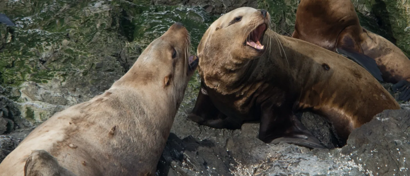 Sea Lion Barking