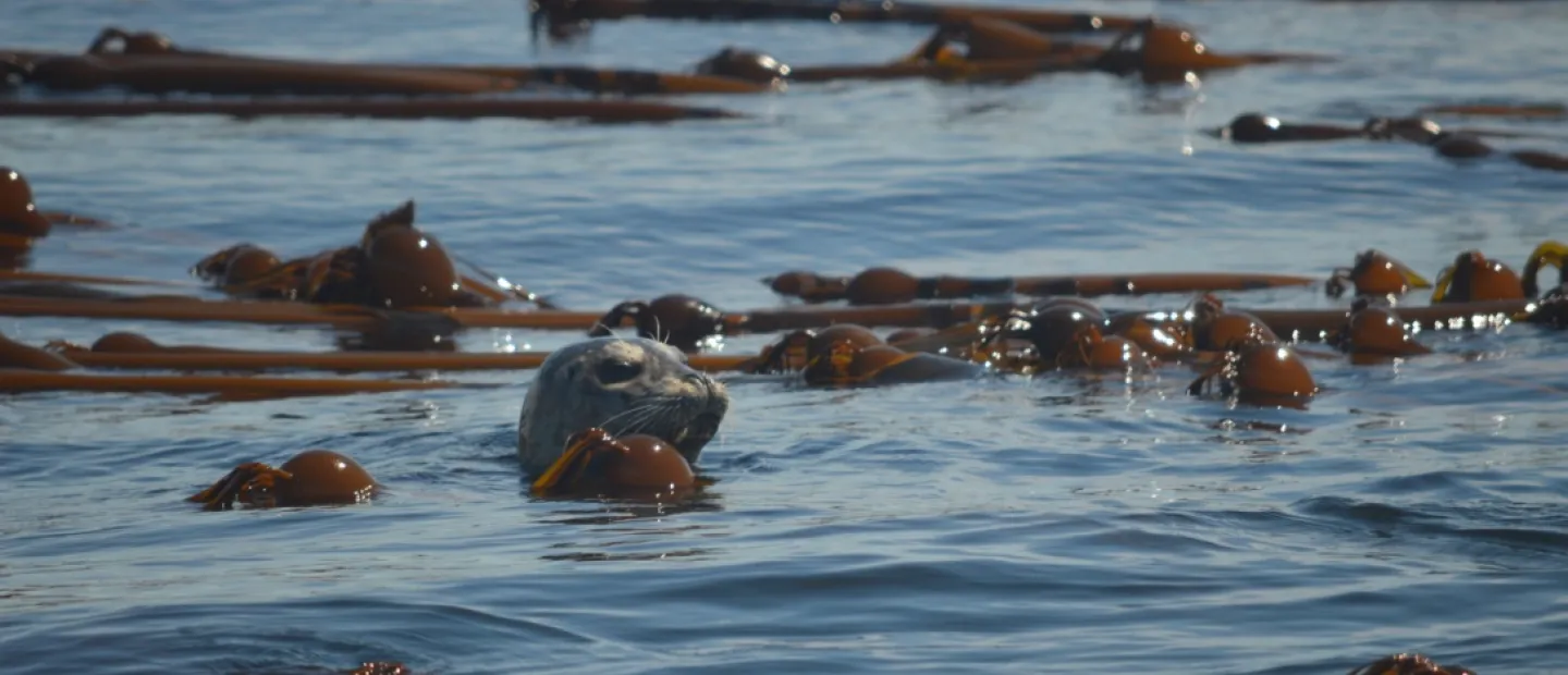 Curious Sea Lion