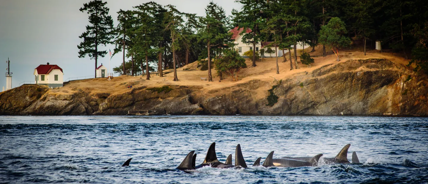 Orcas Out of Water