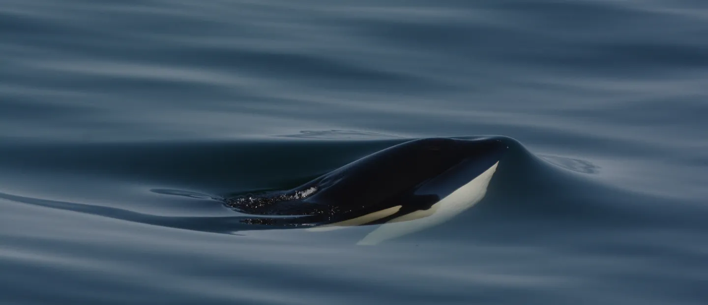 surface whale