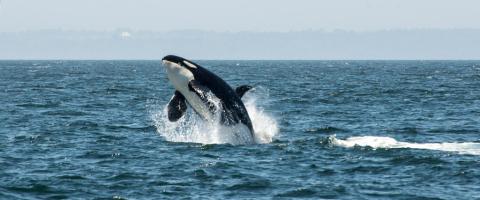 Orca Whale Jumping