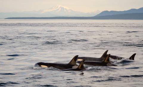 Orca whale pack in water
