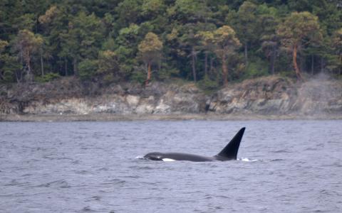 Orca T077B just north of San Juan Island Male killer whale at the surface