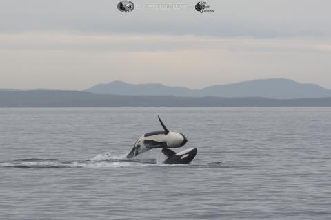 J Pod Jumping