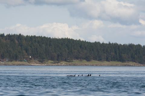 J Pod heading North J Pod heading North