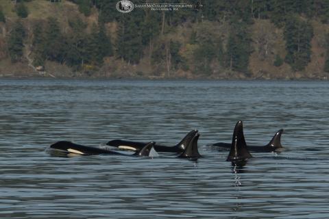 Bigg's Killer Whales in the Salish Sea T65A Bigg's Killer Whales Around San Juan Island
