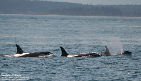 Transient Killer Whales orcas