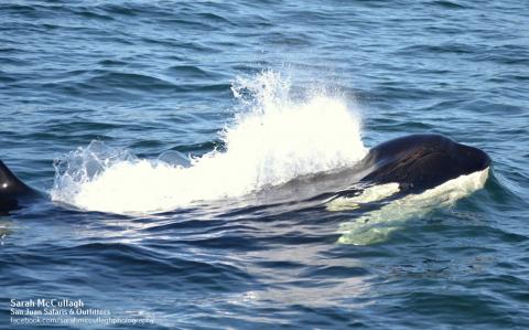 Killer Whales orcas surfacing