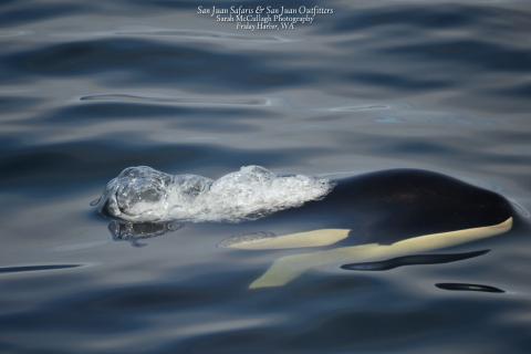 Transient Killer Whales Spotted Near Dungeness Spit Bigg's Killer Whales