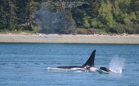 Transient Orca and Calf A transient killer whale and her calf surface in the San Juan Islands