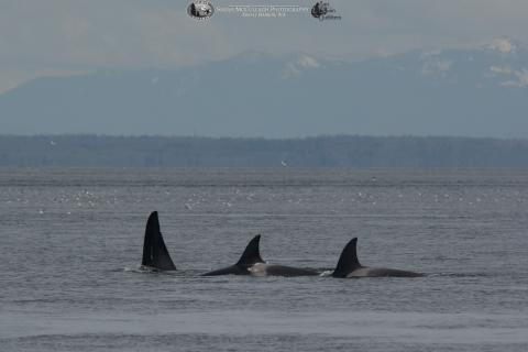 Bigg's Killer Whales in the Strait of Georgia Transient Killer Whales in the Strait of Georgia