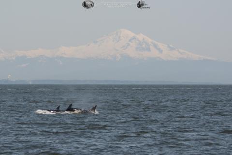 Orcas surfacing in front of Mt. Baker Killer whales surfacing in front of Mt. Baker